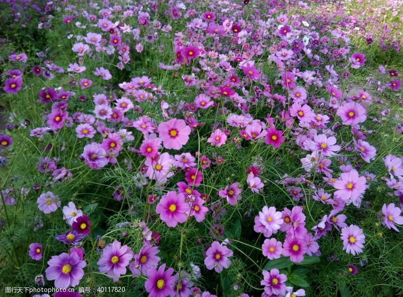 花坛花卉图片