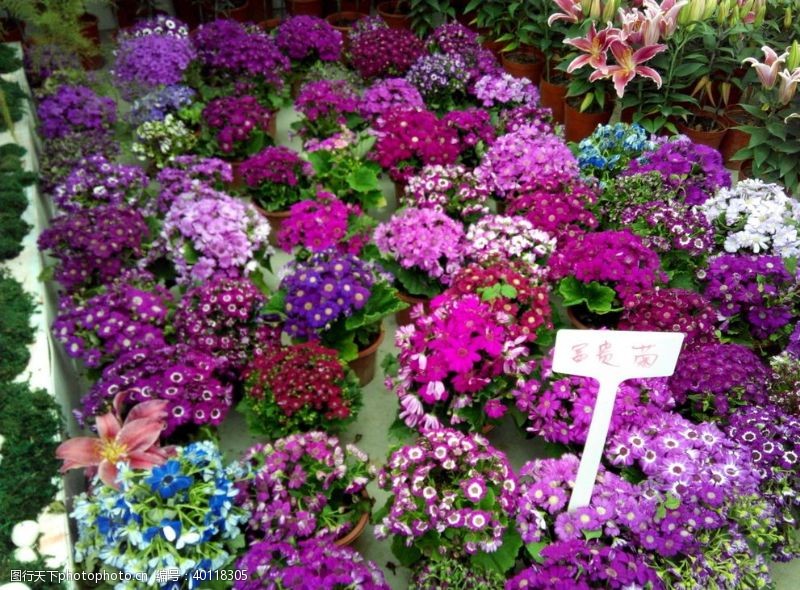 花坛花卉图片