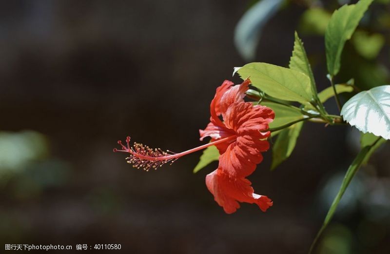 野草草地华木图片