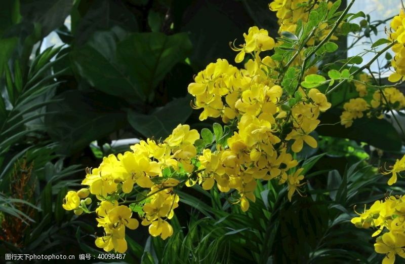 植物黄槐决明图片