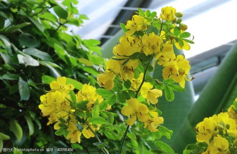 花草黄槐决明图片