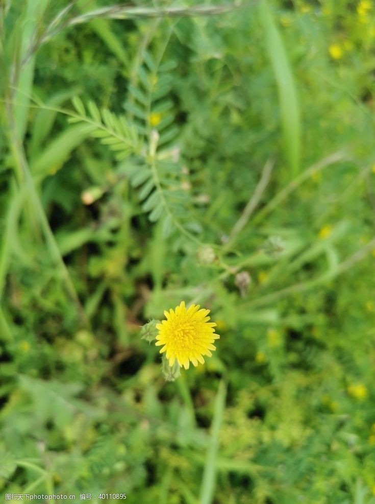 菊花盛开黄菊花图片