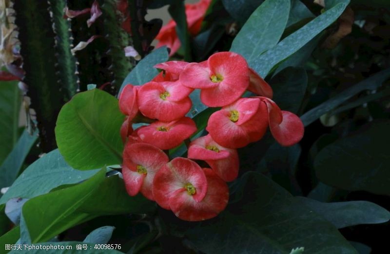 绿叶花卉虎刺梅图片