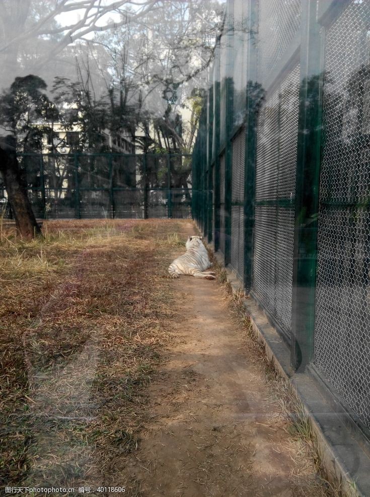 装饰柱虎图片