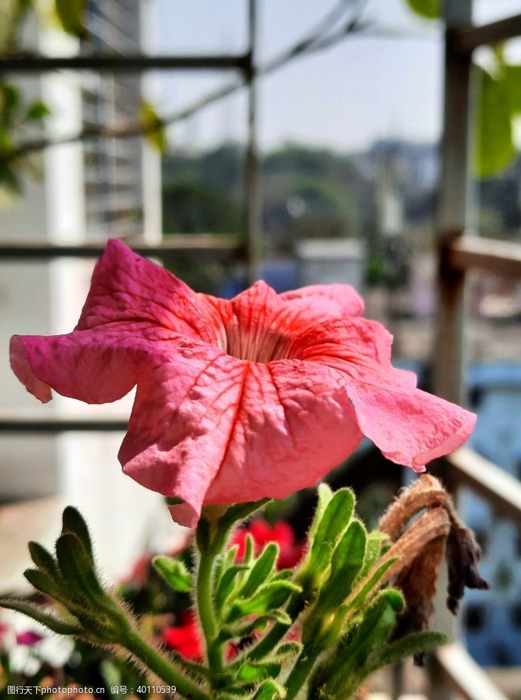 野草草地拒霜花图片