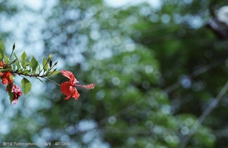 野草草地拒霜花图片