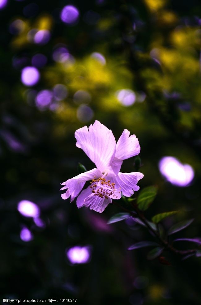 野草草地拒霜花图片