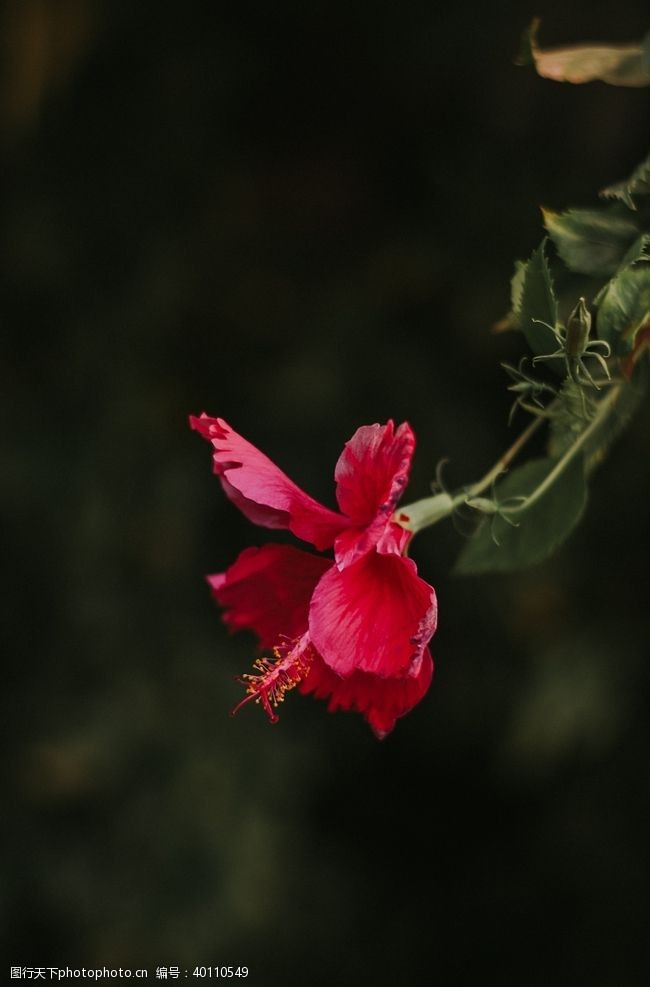 淡紫色背景拒霜花图片