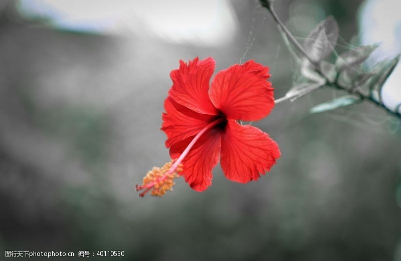 野草草地拒霜花图片