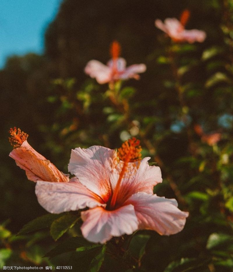 野草草地拒霜花图片