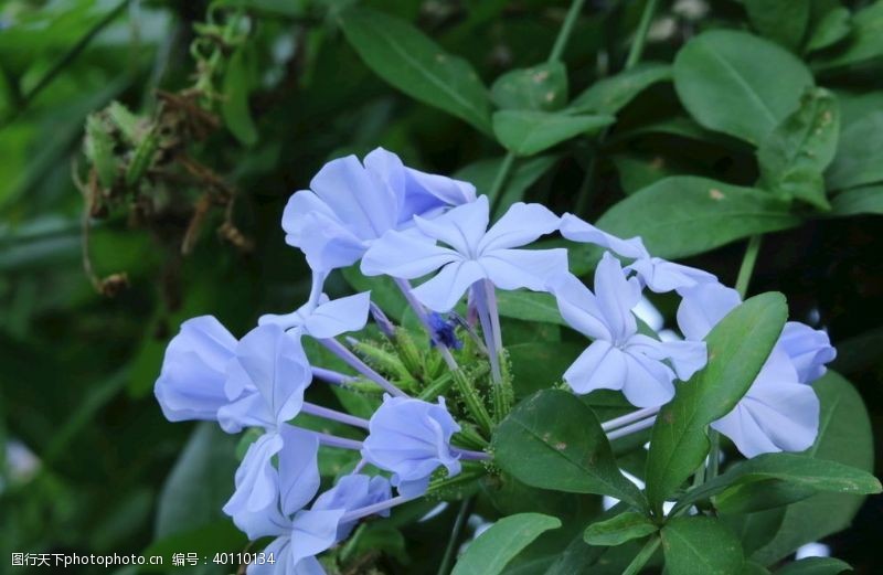 茉莉花蓝雪花图片