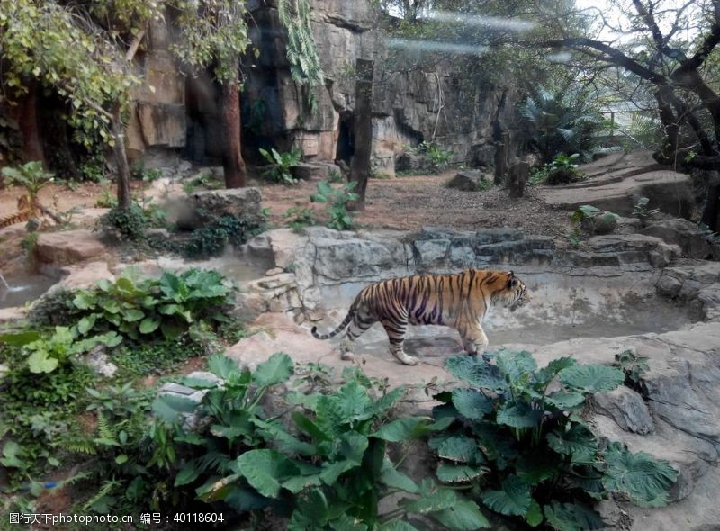 动物园老虎图片