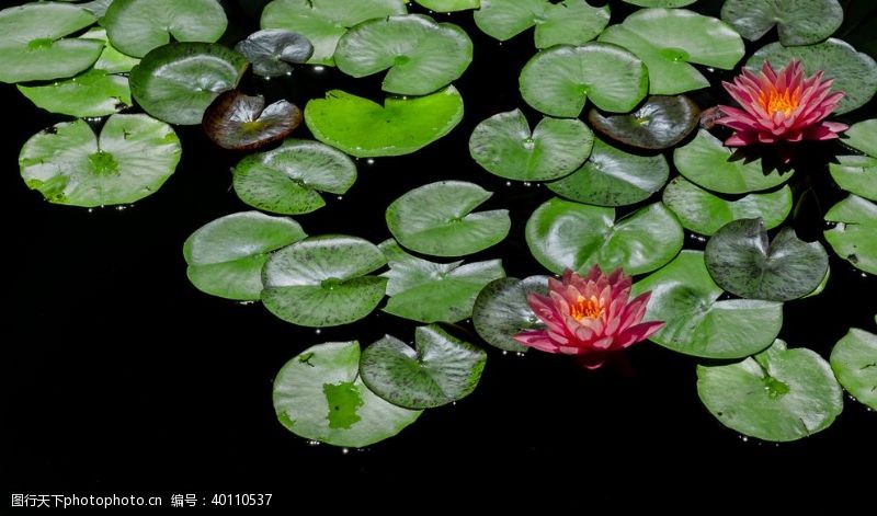 水彩底纹莲花图片