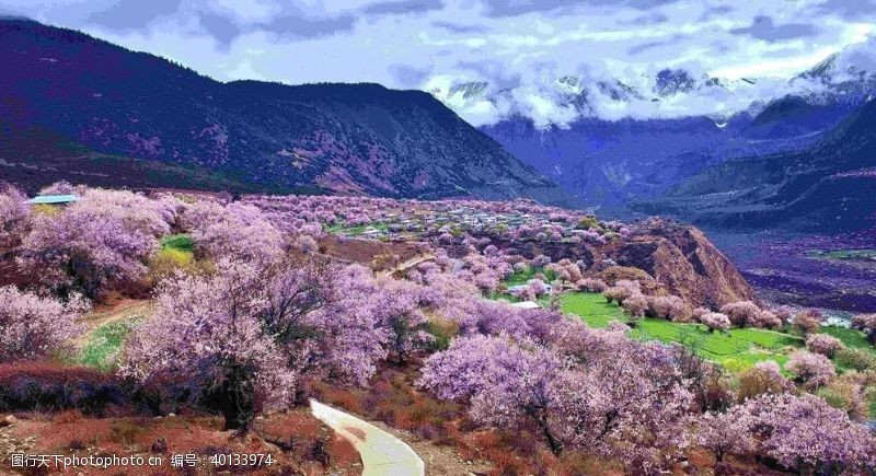 林芝桃花自然风景西藏风景图片
