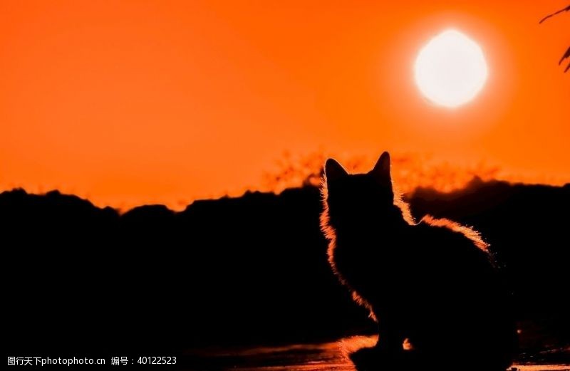 猫头落日下的猫咪图片