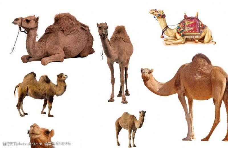 进取骆驼图片