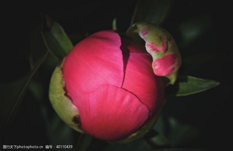黑白红玫瑰花图片