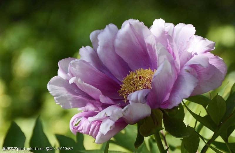 蓝紫色花玫瑰花图片
