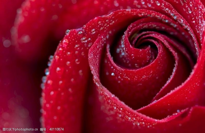 水滴素材玫瑰花图片