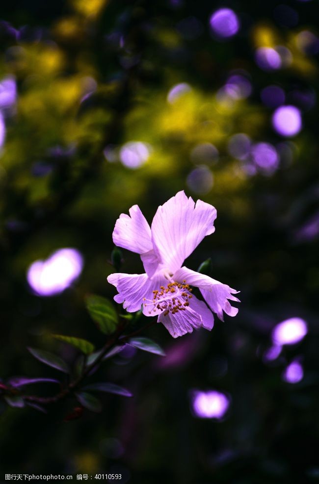 紫色花木莲图片