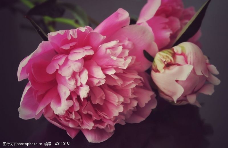 美丽鲜花漂亮的牡丹花图片
