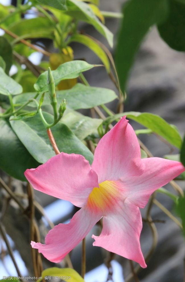 草本植物飘香藤图片