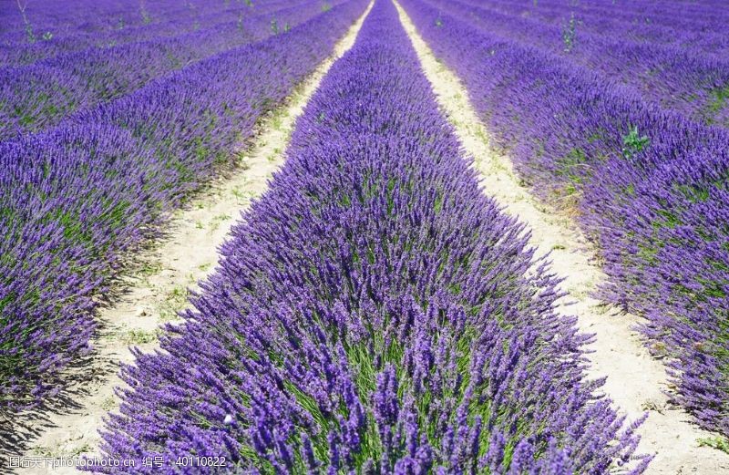 紫色花朵普罗旺斯图片