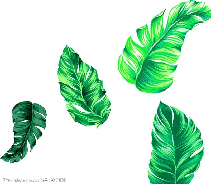 欧式印花图案热带叶子图片