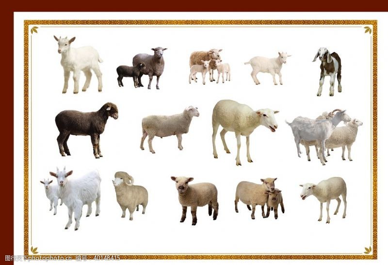 羊羔山羊图片