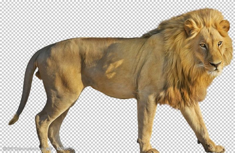 动物狮子图片