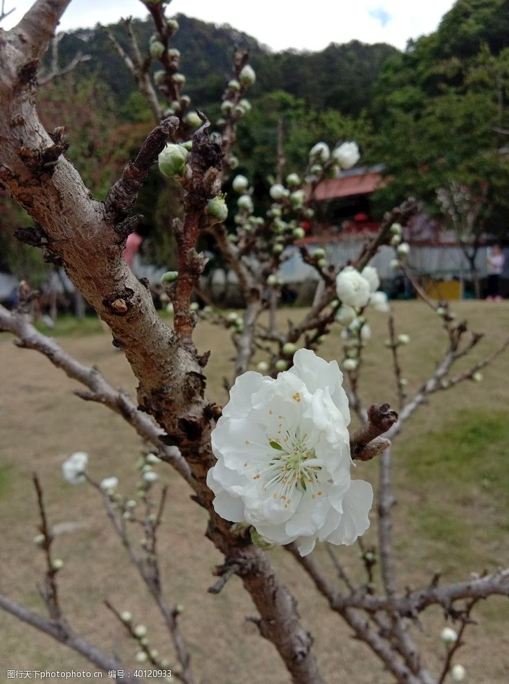 桃枝桃花图片