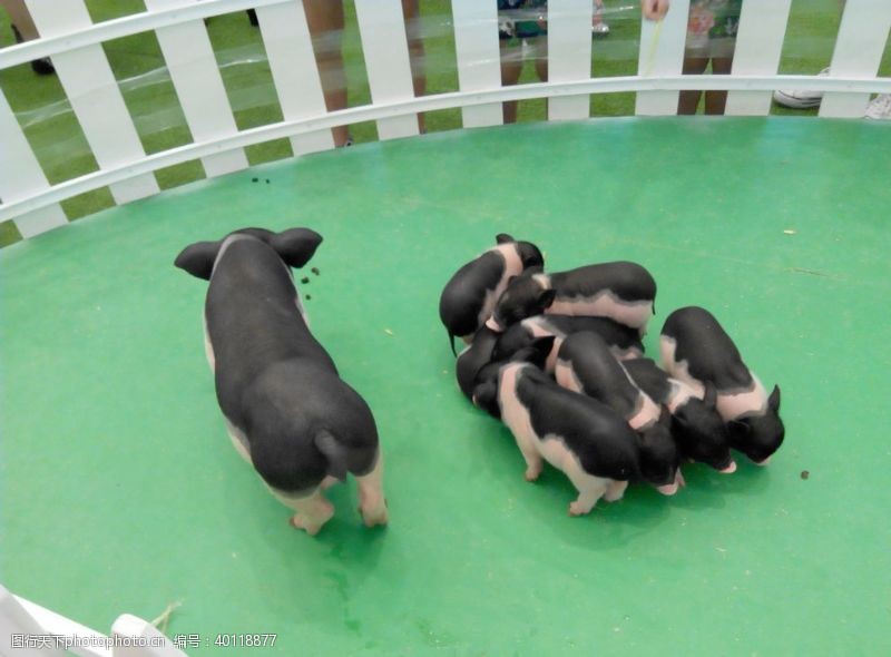 猪动物土猪图片