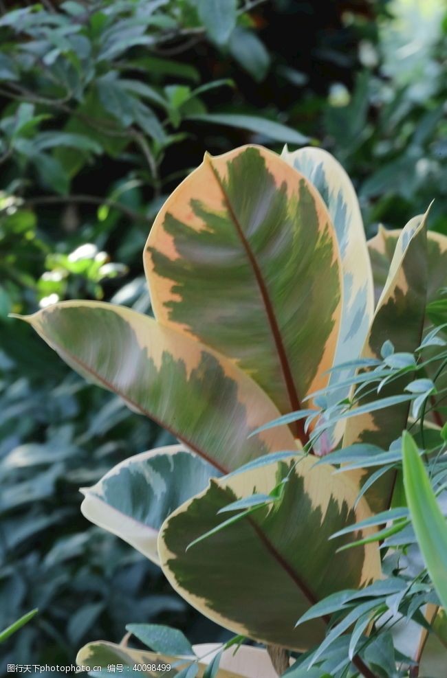 植物温室风景图片