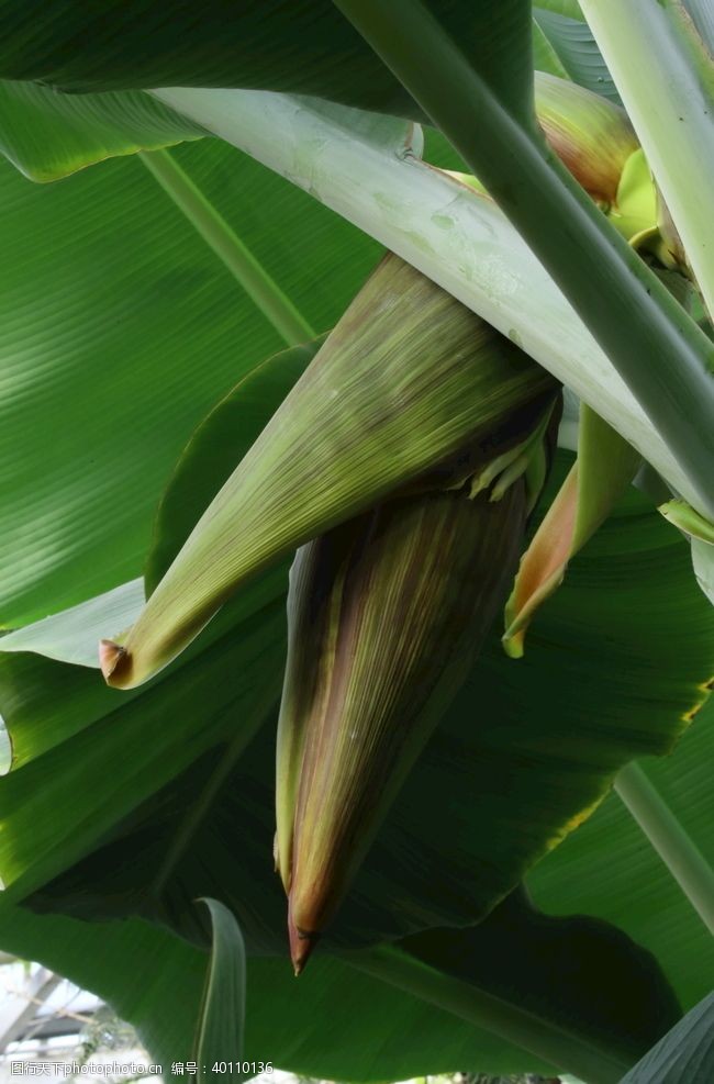 穗香蕉花蕾图片