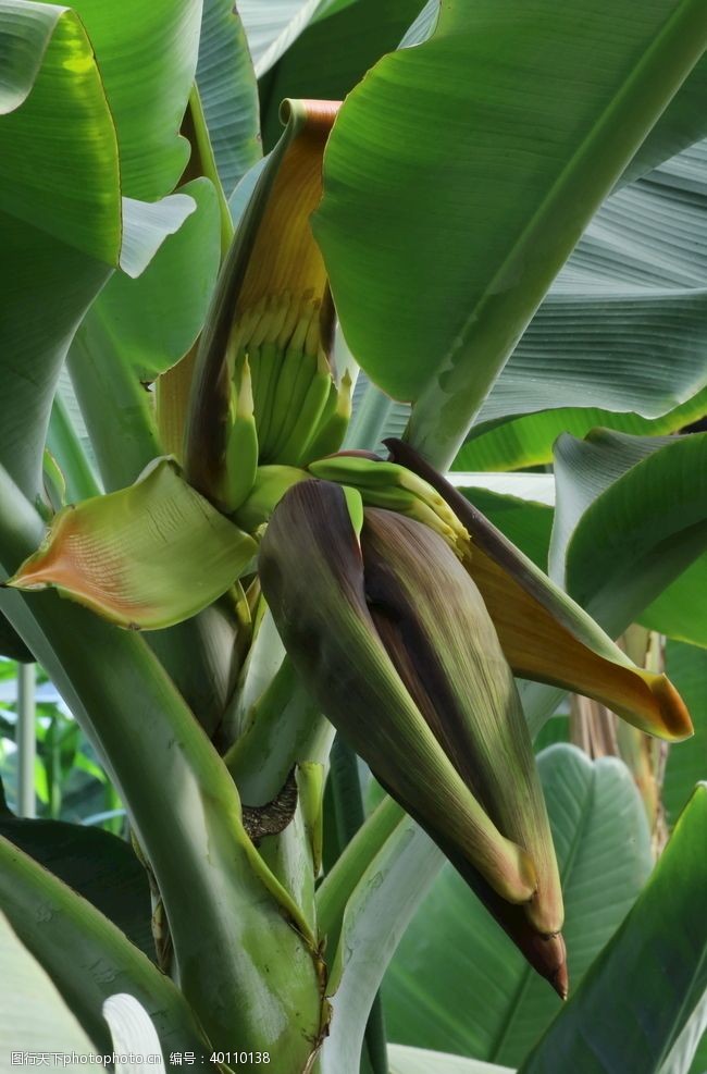 穗香蕉花蕾图片