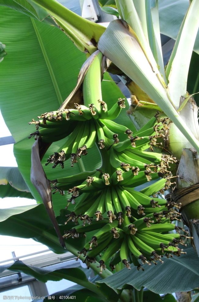 绿化香蕉图片