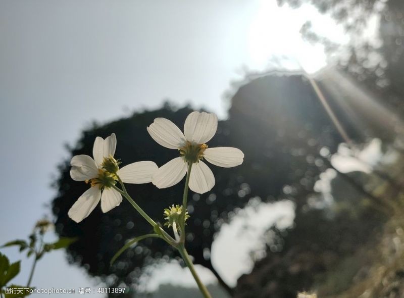 花朵向阳图片