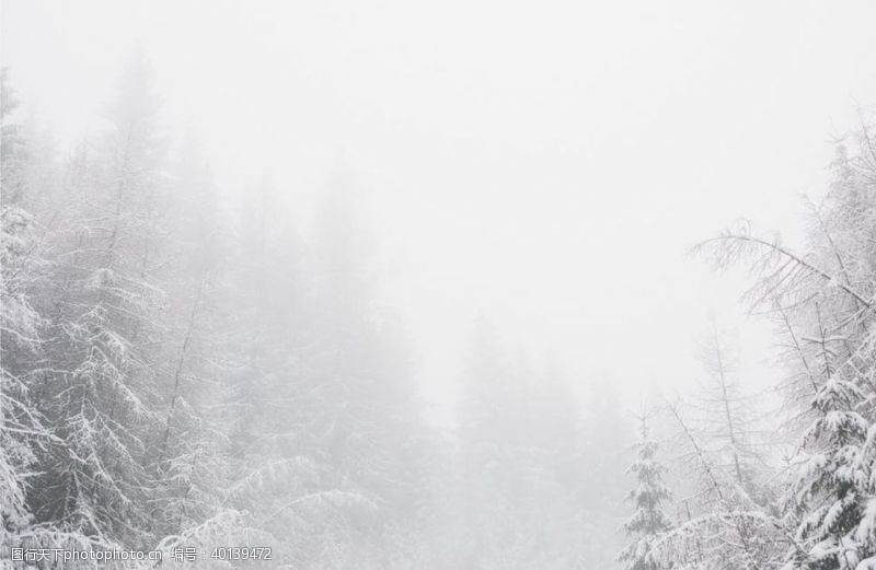 圣诞节海报背景雪树林图片