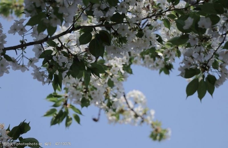 春天树叶樱花图片