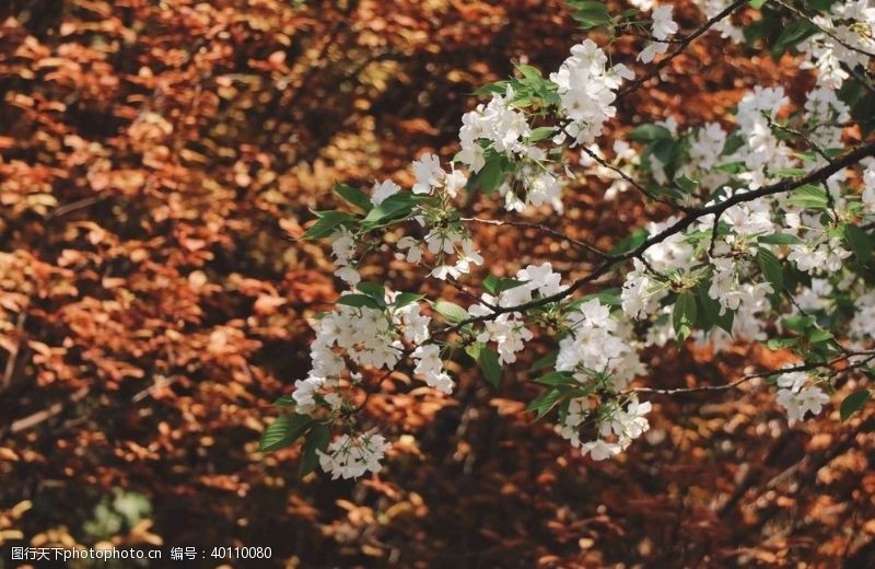 褐色樱花图片