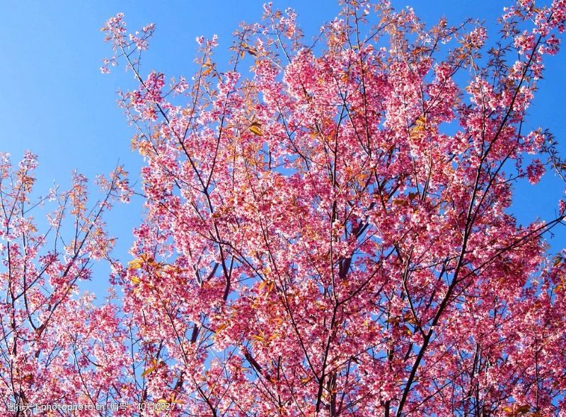 赏樱花樱花图片