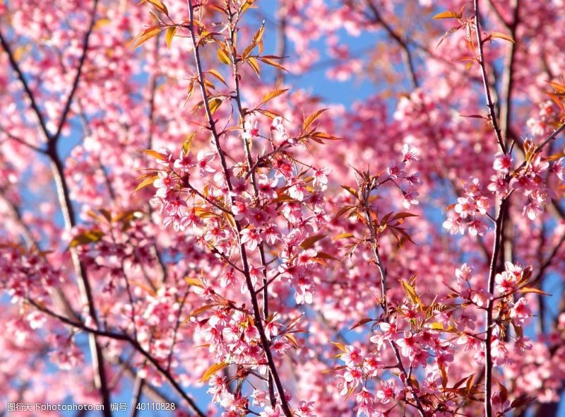日本旅游文化樱花图片
