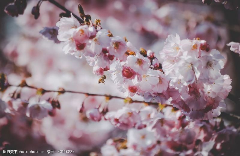 唯美樱花节樱花图片