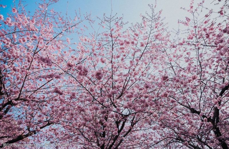 樱花展板樱花图片