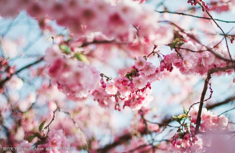 樱花展板樱花图片