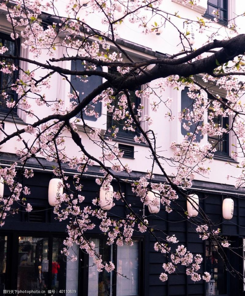 日本旅游展板樱花图片