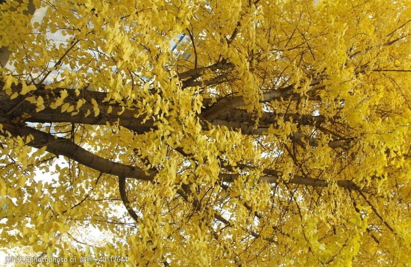 黄色叶子银杏图片