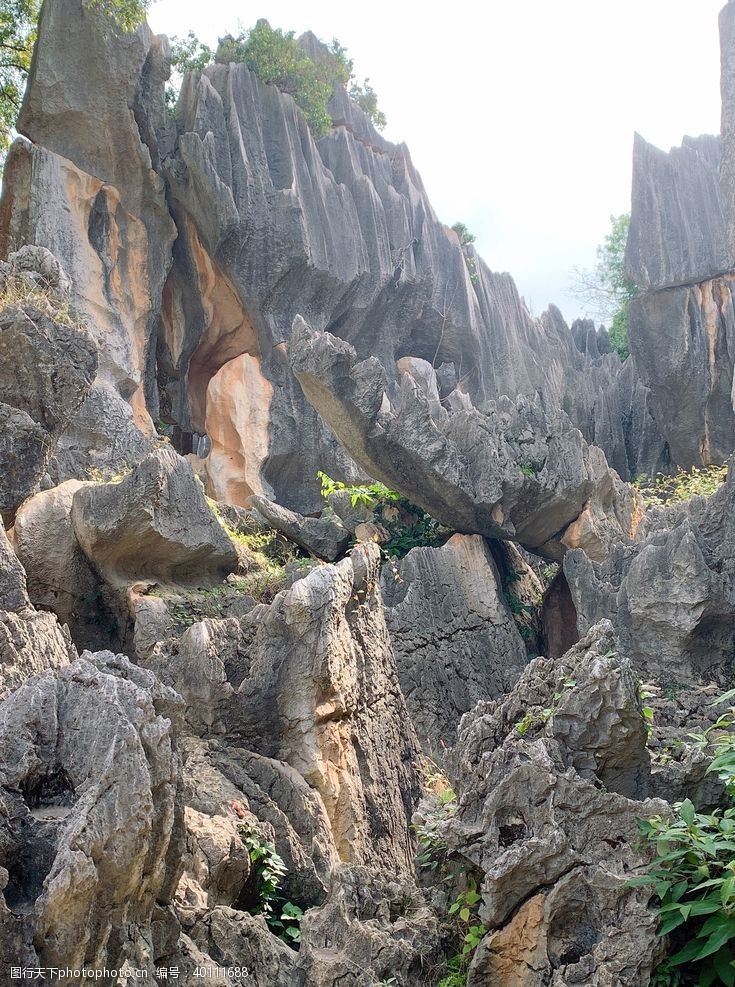 石灰岩云南昆明石林岩溶风景图片