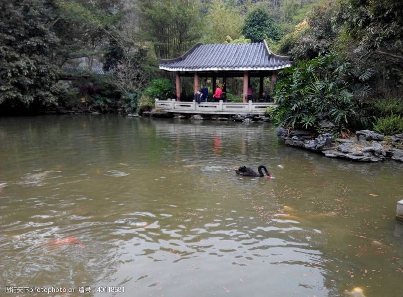 瀑布花鹅图片