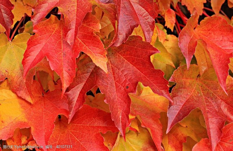 秋季元素枫图片